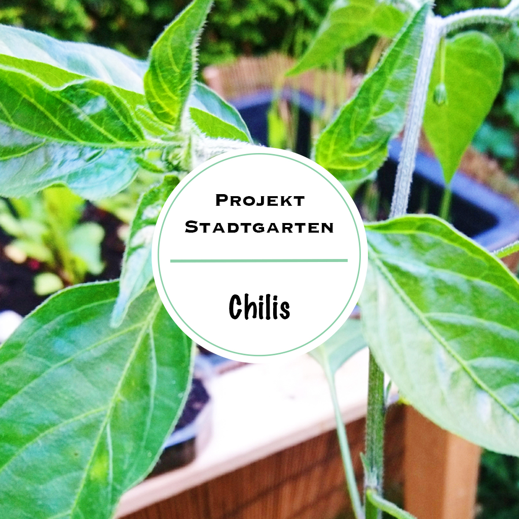 Chilis im Stadtgarten